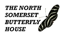 The North Somerset Butterfly House